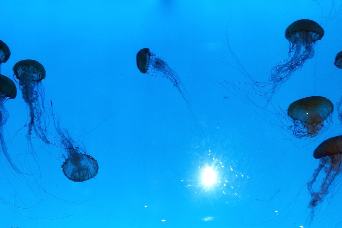 New England Aquarium - Gallery Image 3
